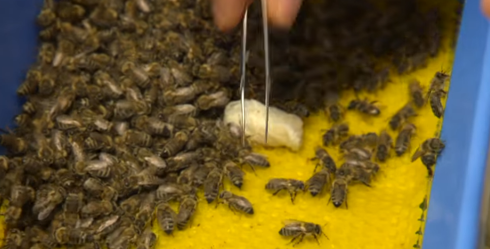 Могат ли роботите и пчелите да комуникират?
